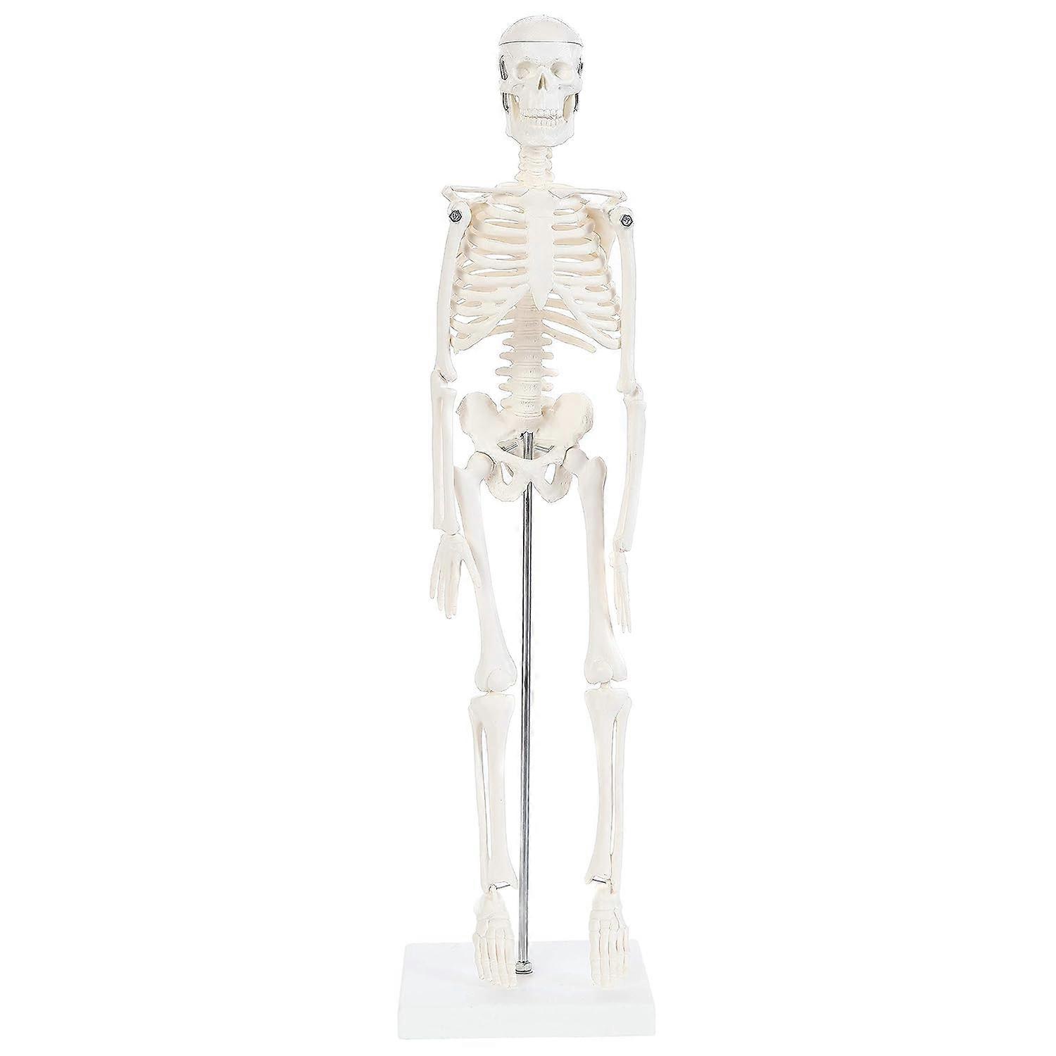 Anatomy Lab Human Skeleton Model, 19" Desktop Skeleton Has Movable Arms and Legs, Details Basic Human Skeletal System with Display Stand