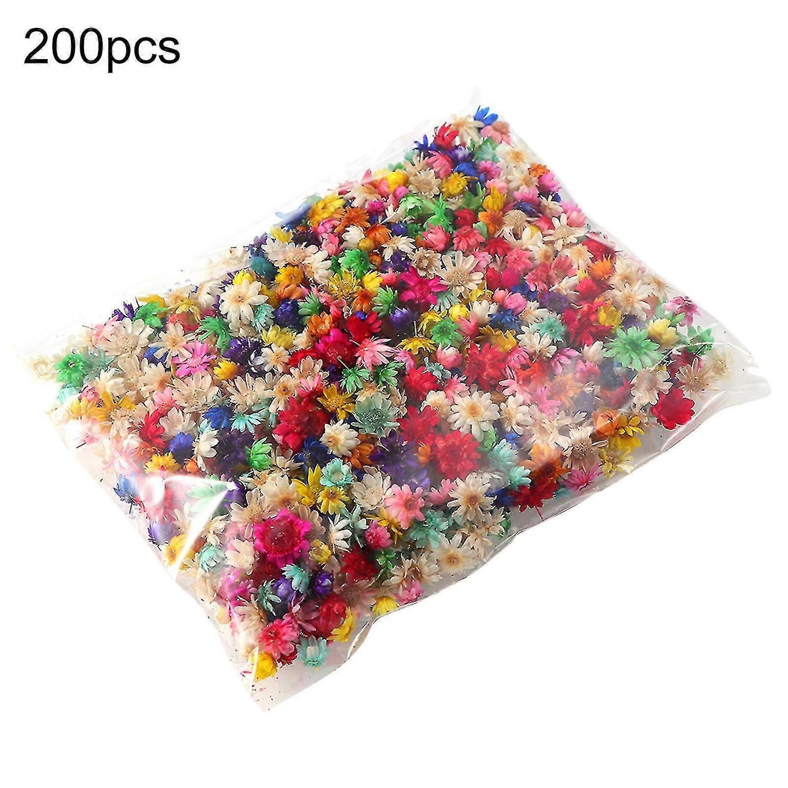 200 stk bevart blomst iøynefallende lys farget langvarig stilig visuell effekt tørket blomst display for diy-MXBC