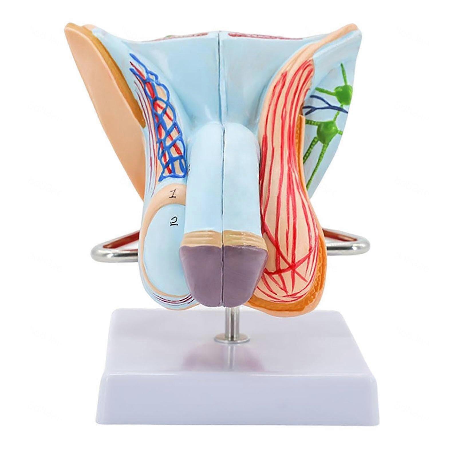 Modell des männlichen Geschlechtsorgans, Modell der menschlichen Anatomie aus PVC, Modell der Anatomie des männlichen Fortpflanzungssystems