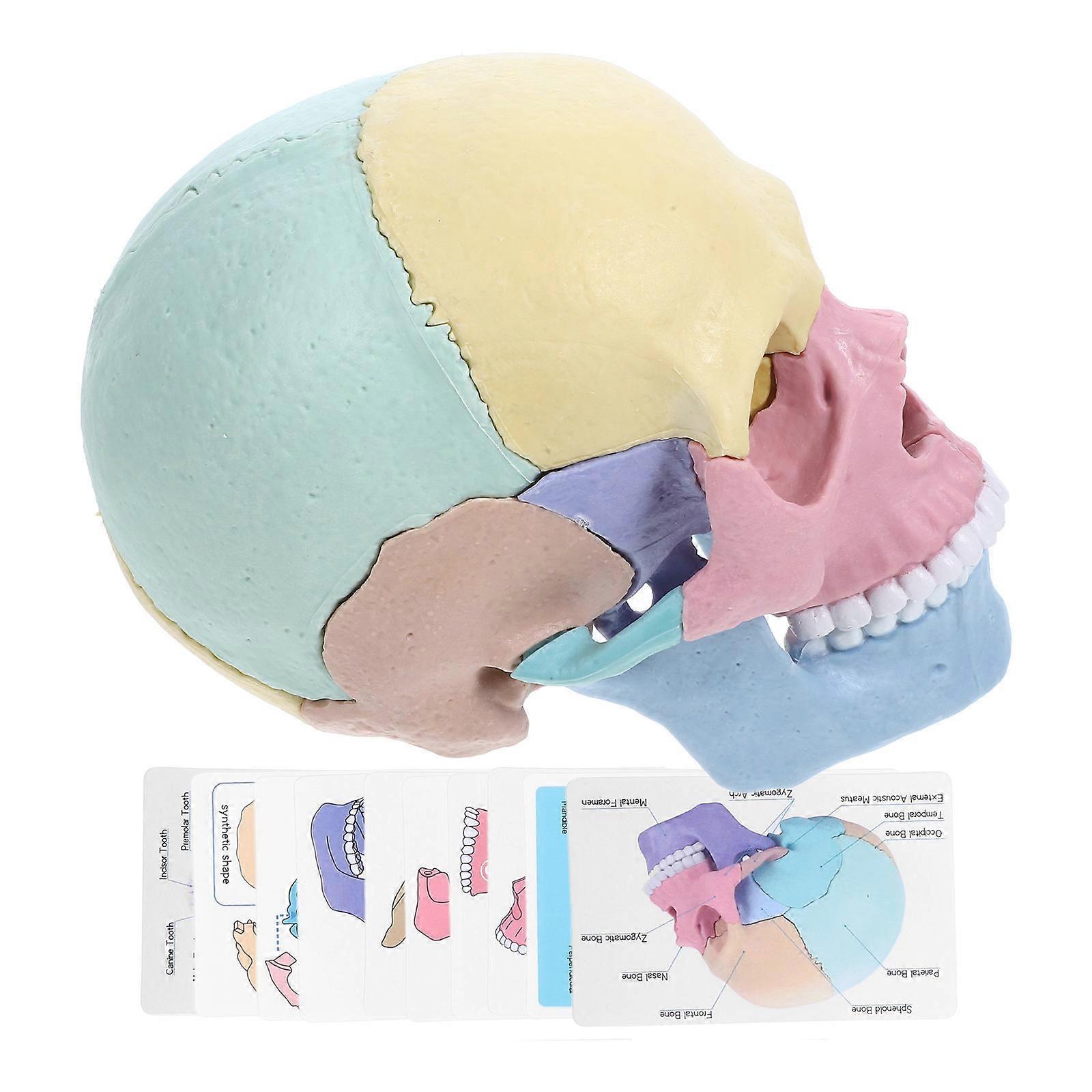 Multicolor Skull Assembly Human Anatomy Skull Model for Study