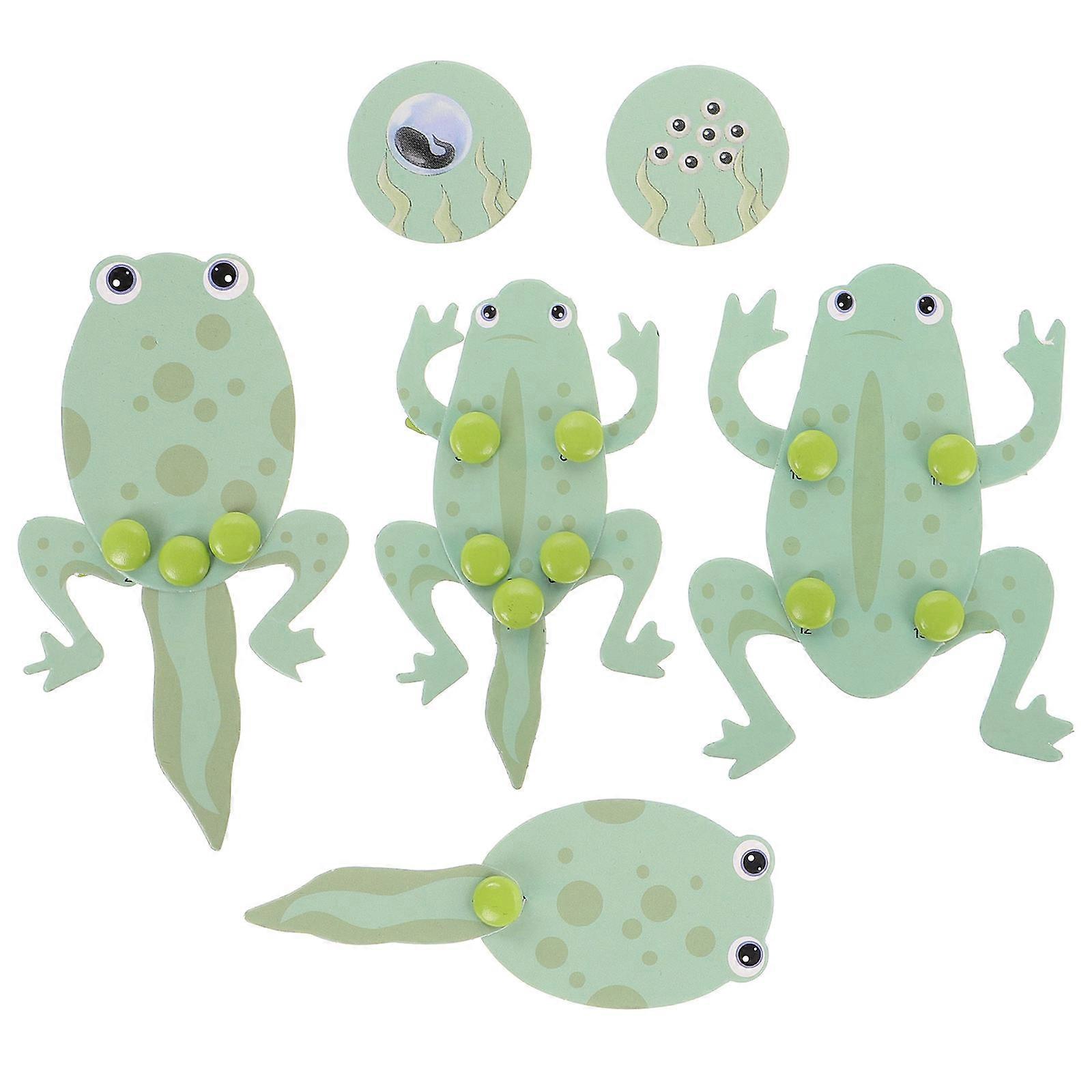 Preschool Learning Frog Biology Tadpole Cycle Model for Students 1Set