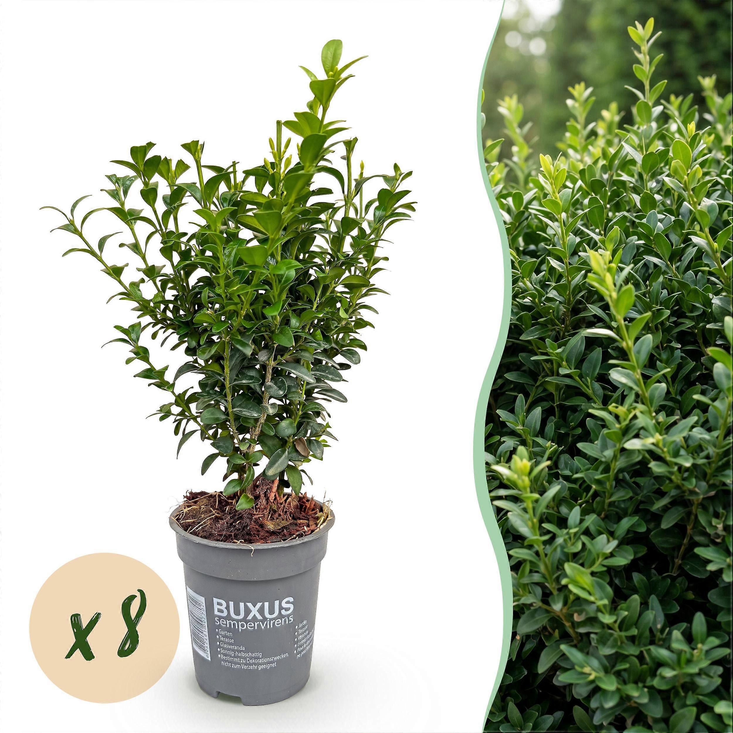 8x Buxus sempervirens - Boxwood - Evergreen - Green - 25cm - Ø10cm