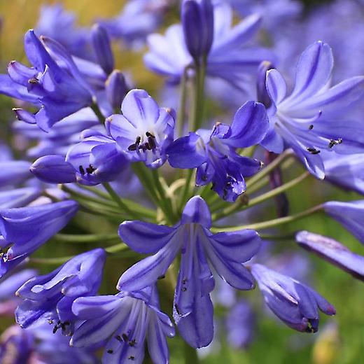 Tempestade do Mar de Agapanthus. O lírio do Nilo