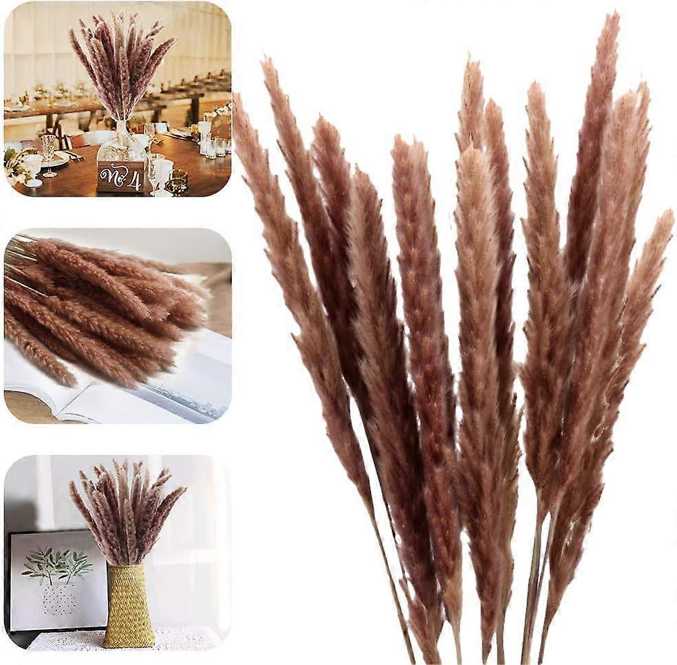Pampasgras, Natrliche Pampasgras Getrocknet Pampas Gras Phragmites Trockenblumen Blumenstrau Deko fr Hause Wohnzimmer Inneneinrichtungen Fotografie Ho
