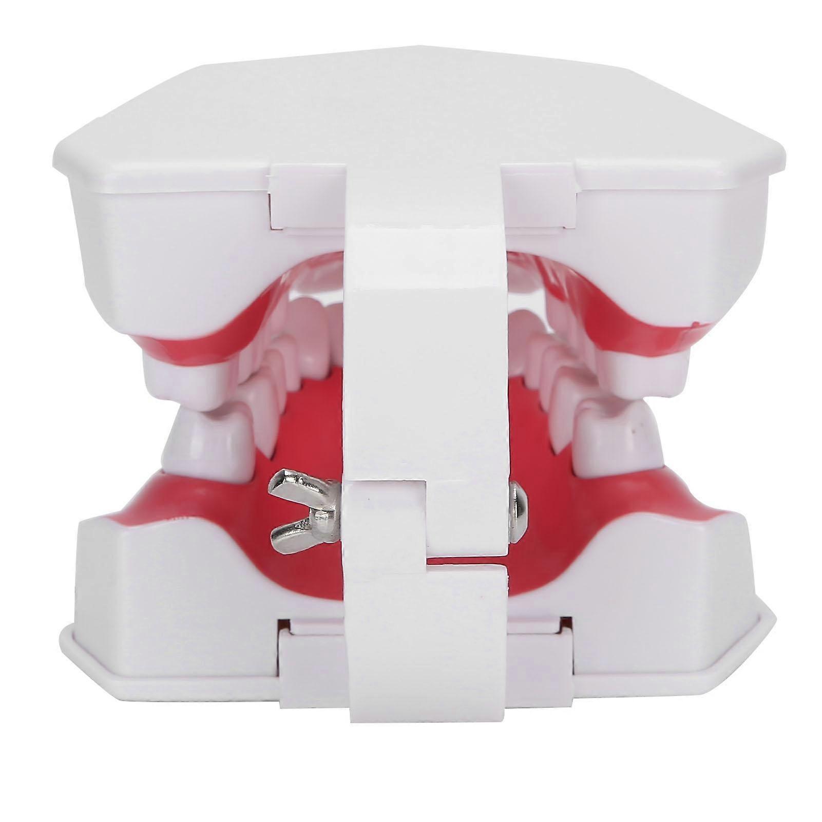 Dental Teaching Teeth Model 2X Magnifying Teeth Model Dentist Teaching Training Tool
