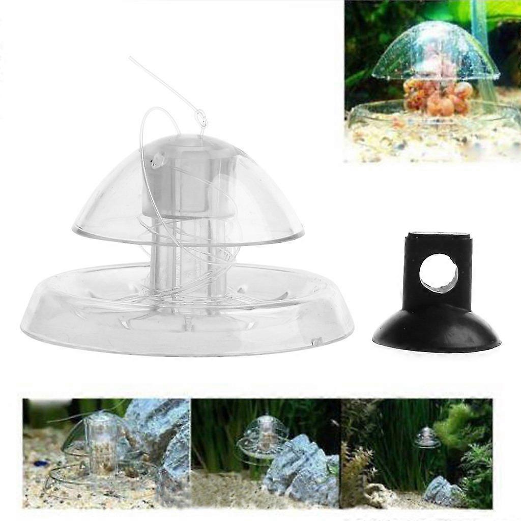 Clear snail aquarium fish for planarian trapping environment snail for aquarium fish for S