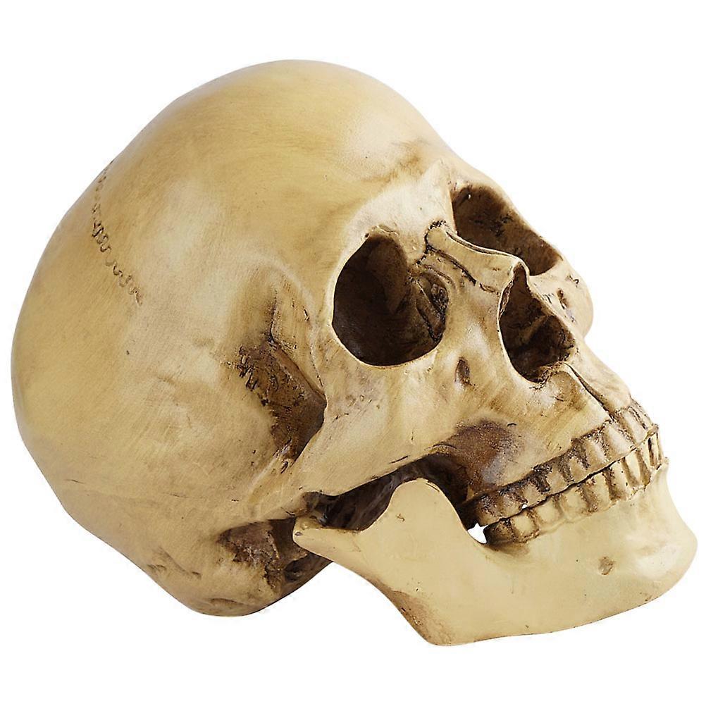 Head Skull Model for Decor Realistic Resin Medical Skull Halloween Ornament