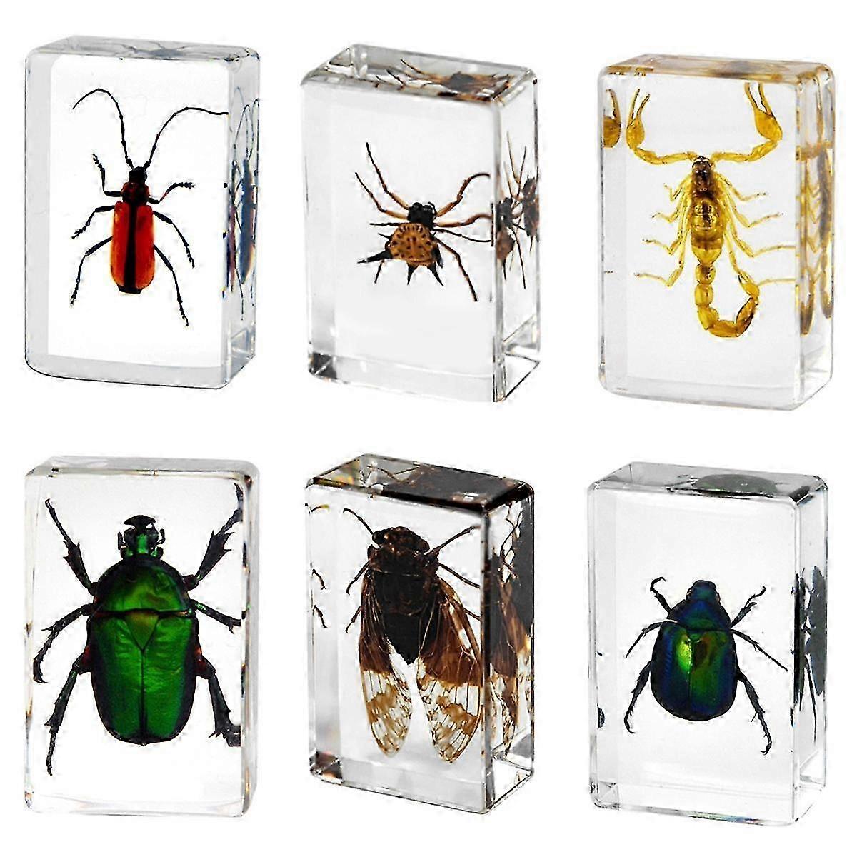 6 Pcs Insect in Resin Specimen Bugs Collection Paperweights -Resin Bug Collection Kit for Kids