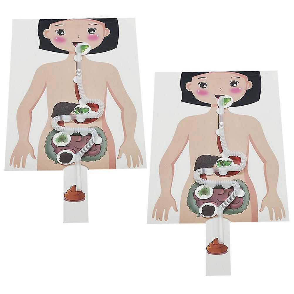 DIY Human Digestive System Model Toy Educational Digestive System Model for Kids 2Sets