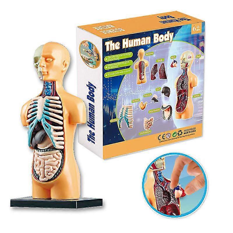 Brains Assembled Toys Educational Toys Human Skeleton Stem - Main Image