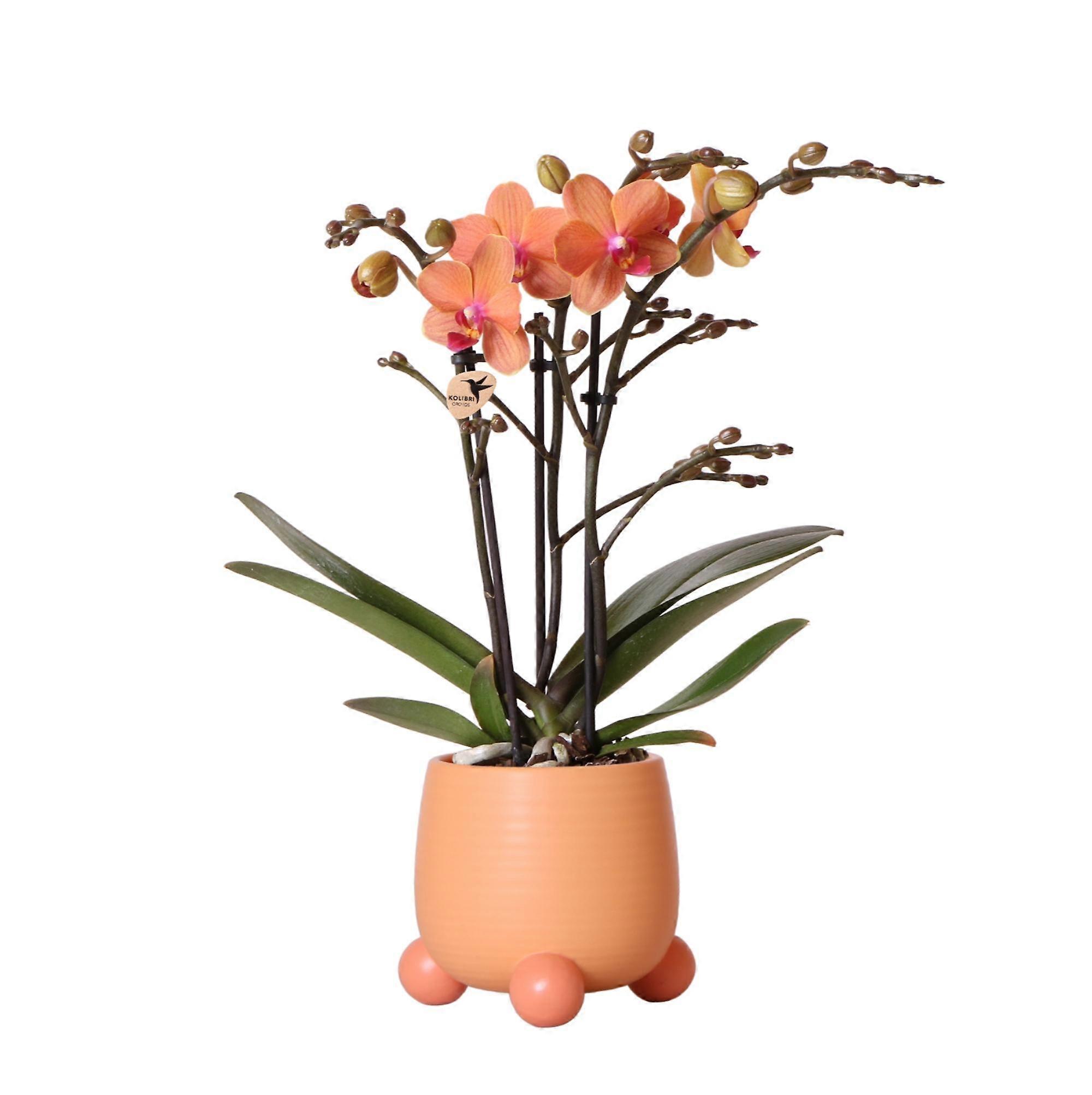 Pomarańczowa orchidea Phalaenopsis - Mineralna Bolzano + Bułka brzoskwiniowa - 30-40cm - Ø9cm