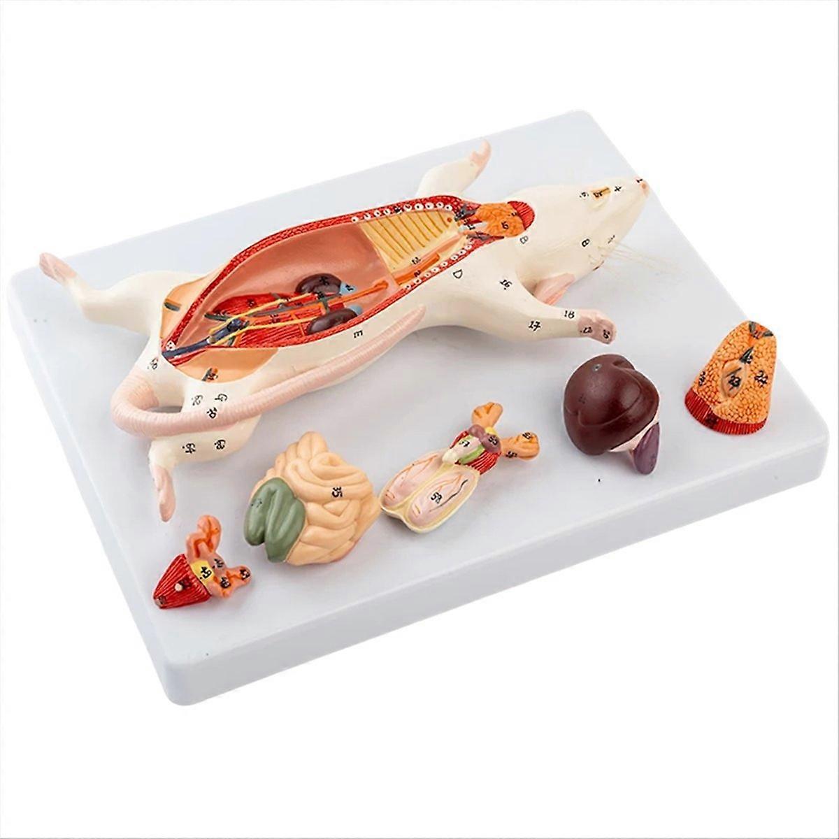 Rat Anatomy Model White Mouse Internal Organ Structure Anatomy