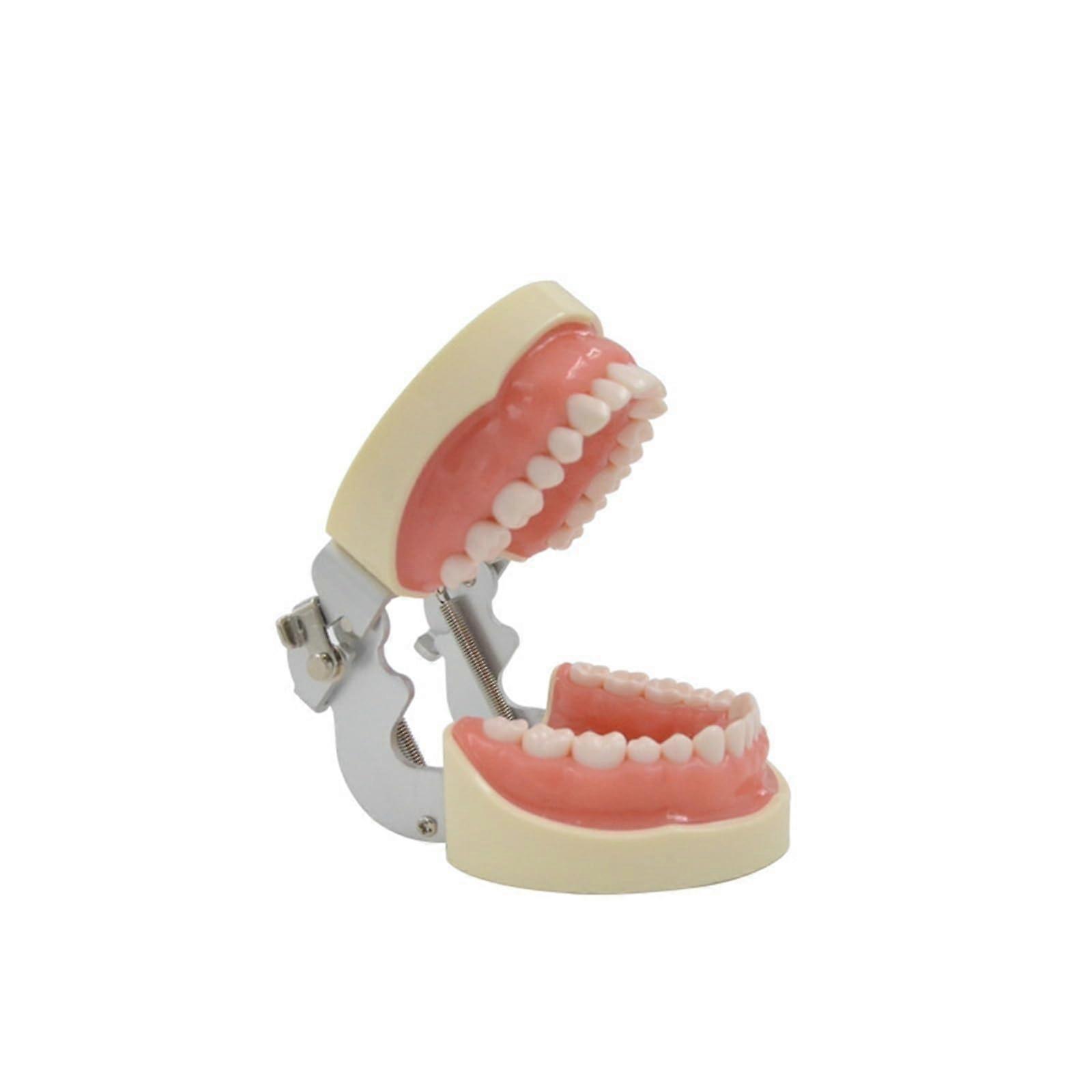 Dental Typodont with Soft Gingiva Texture and 32 Removable Teeth for Dental Training