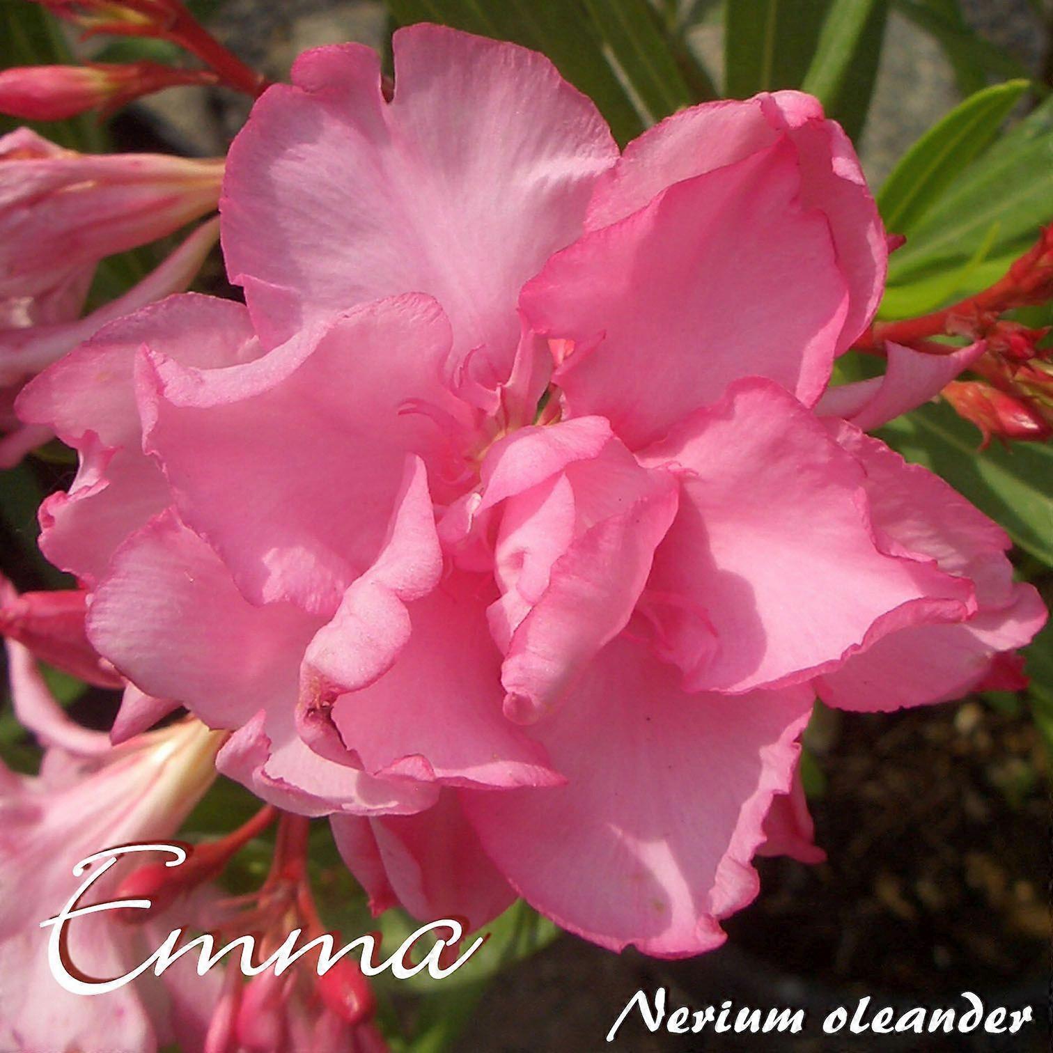 Oleander "Emma" - Nerium oleander - Rozmiar C08