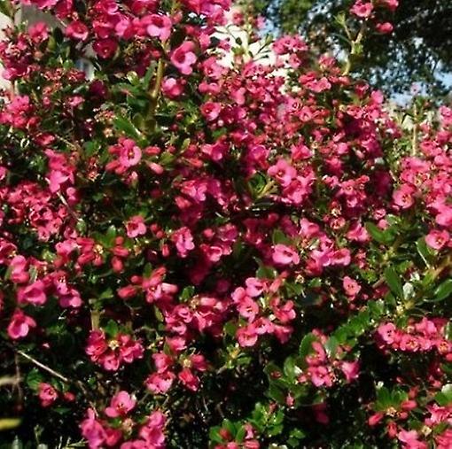 Escallonia Donard Radiance. Evergreen.