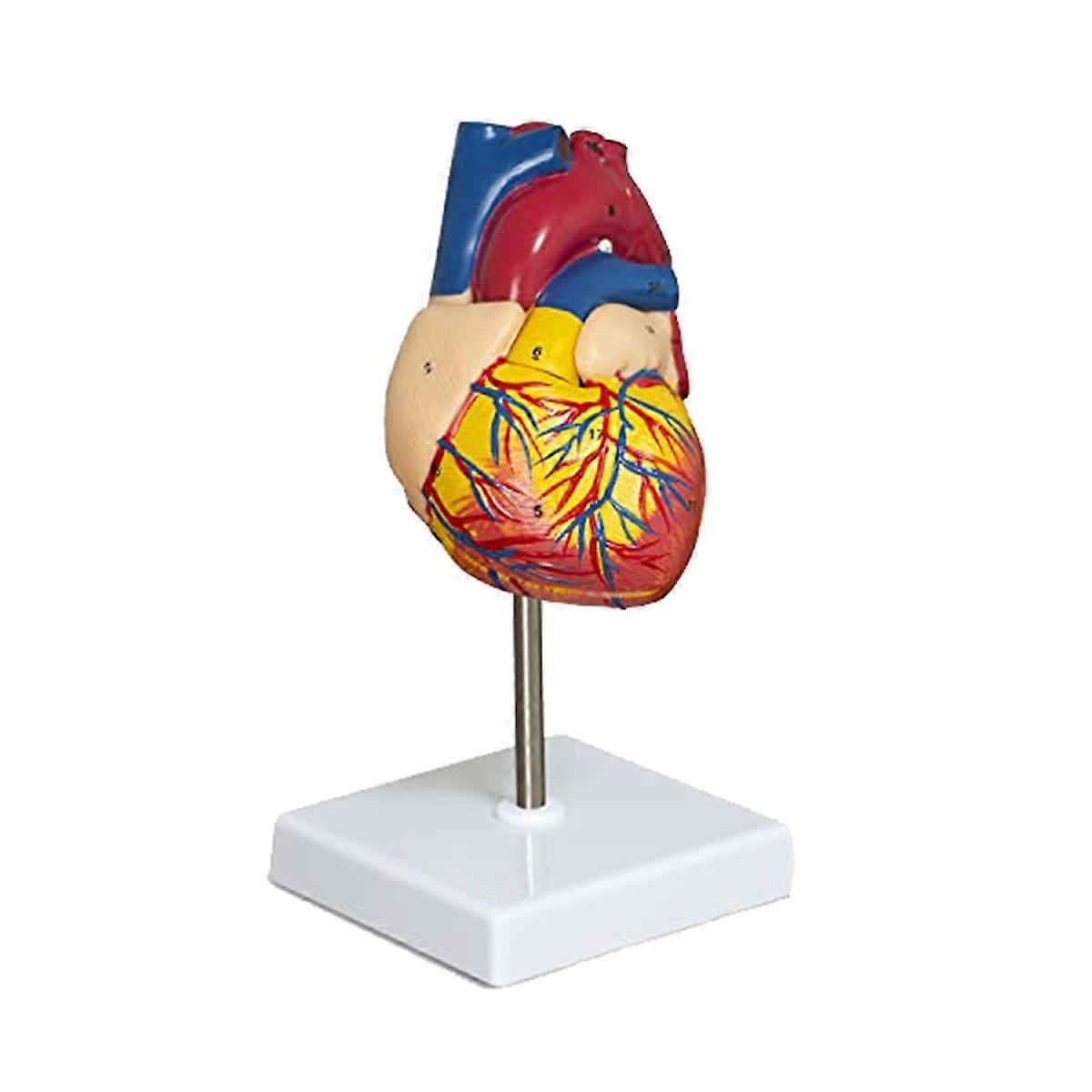 Heart Model, 2-Part Deluxe Life-Size Human Heart Model Anatomy with 34 Anatomical Structures, Anato