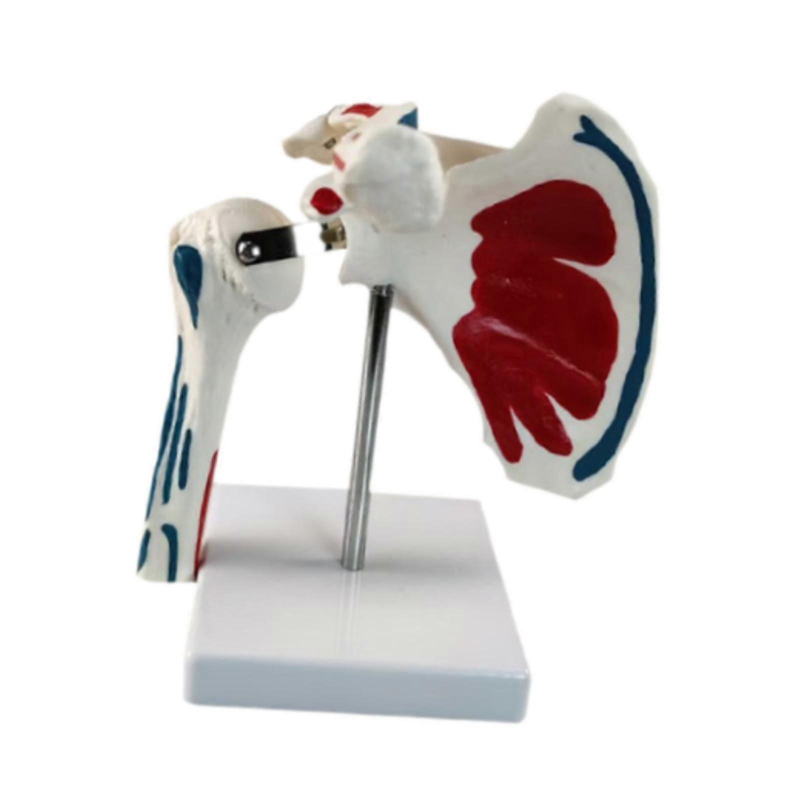 Human Shoulder Model Study Display for School Study Anatomical Demonstration