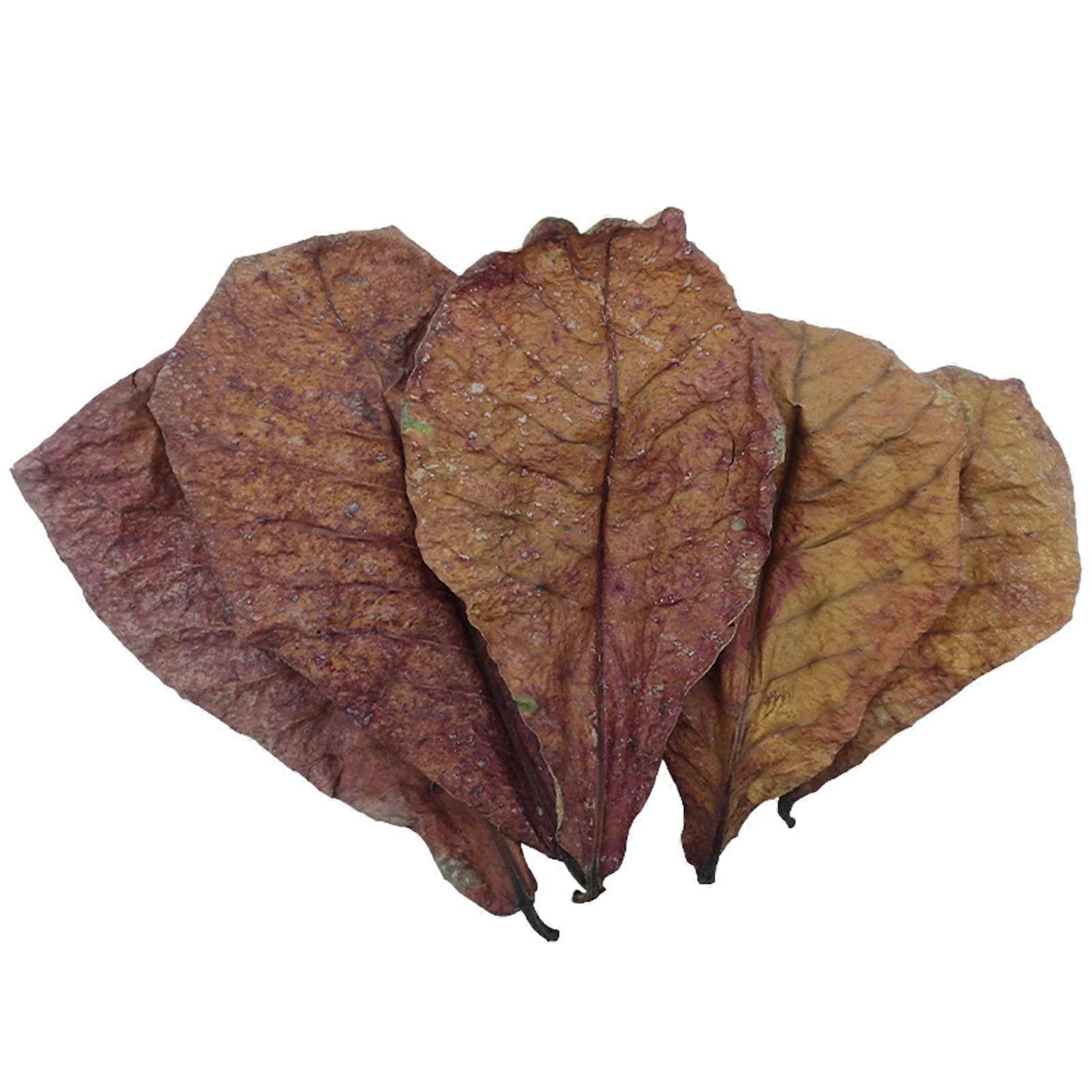 Betta Leaf Natural Water Conditioner Catappa Almond Leaves for Tanks