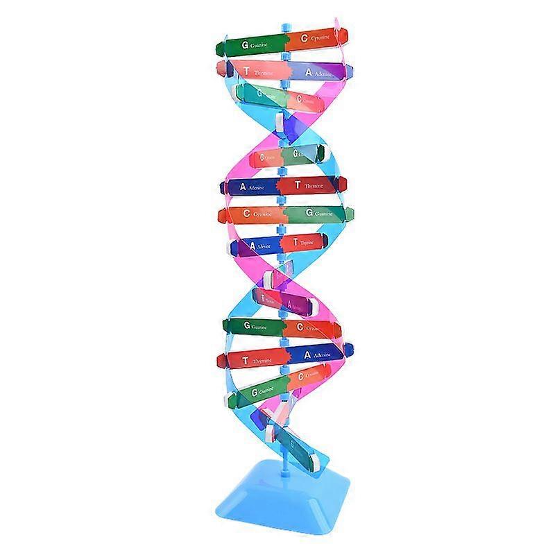 DNA Double Helix Structural Model: High Precision Scientific Learning Tool For Biology Teaching - Classroom Demonstrations DNA Model