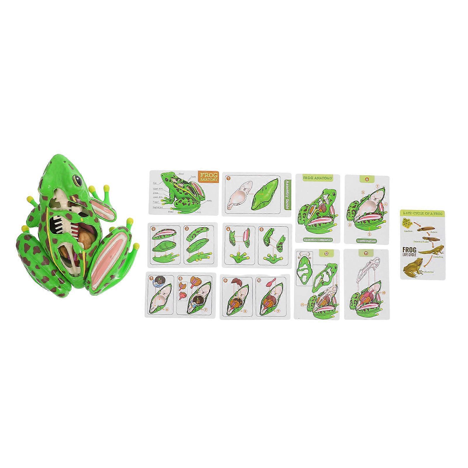 Green Frog Anatomy Kit for School 2Pcs Detachable Educational Model