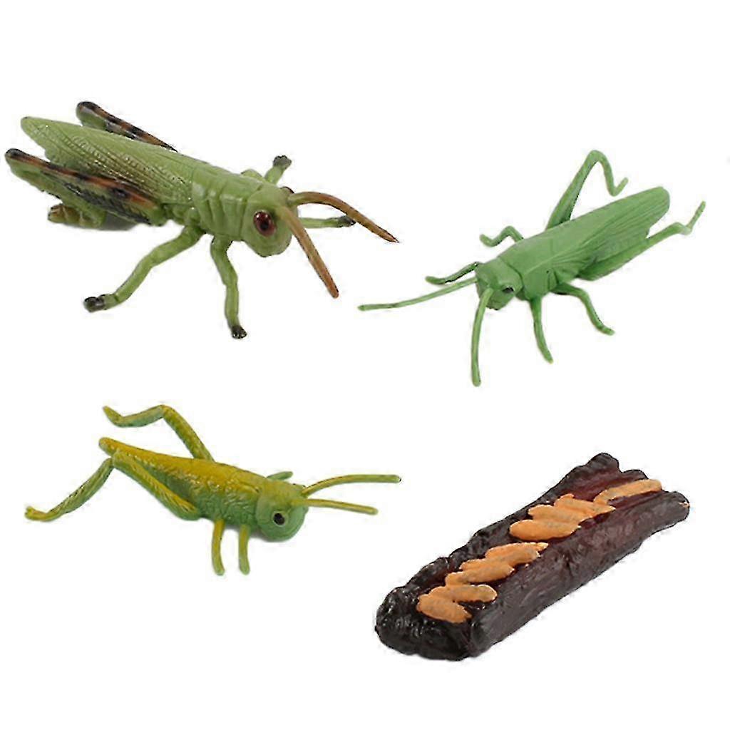 Realistic Insect Snail Life Cycle Teaching Models