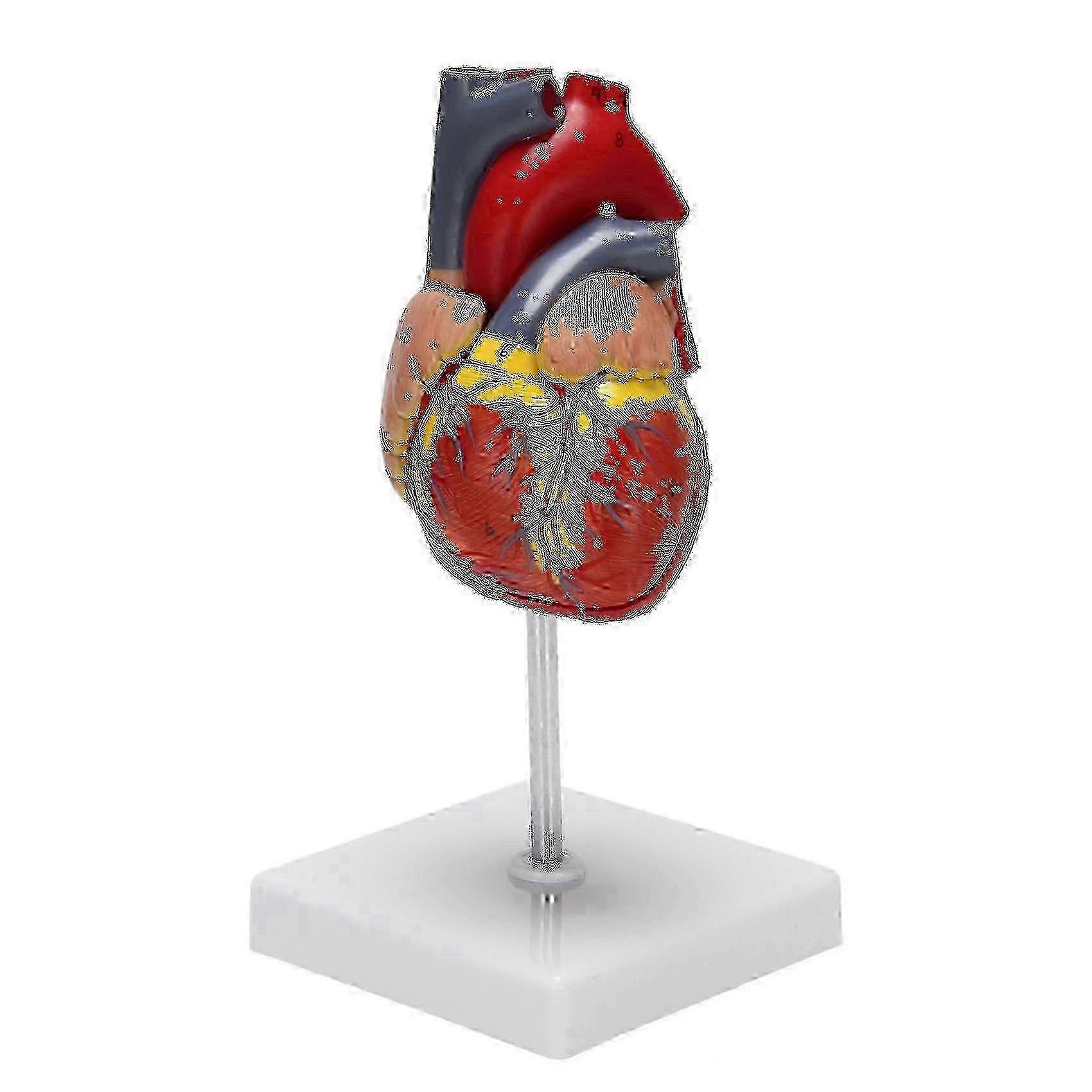 x 1: 1 Human Heart Model, Anatomically Accurate Heart Model Life Size