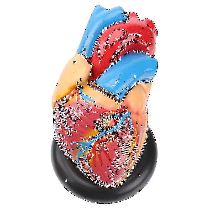 1pc Human Heart Model Inima Anatomic Model Spitalul Instrument de predare