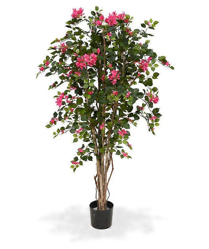Bougainvillea (150 cm)