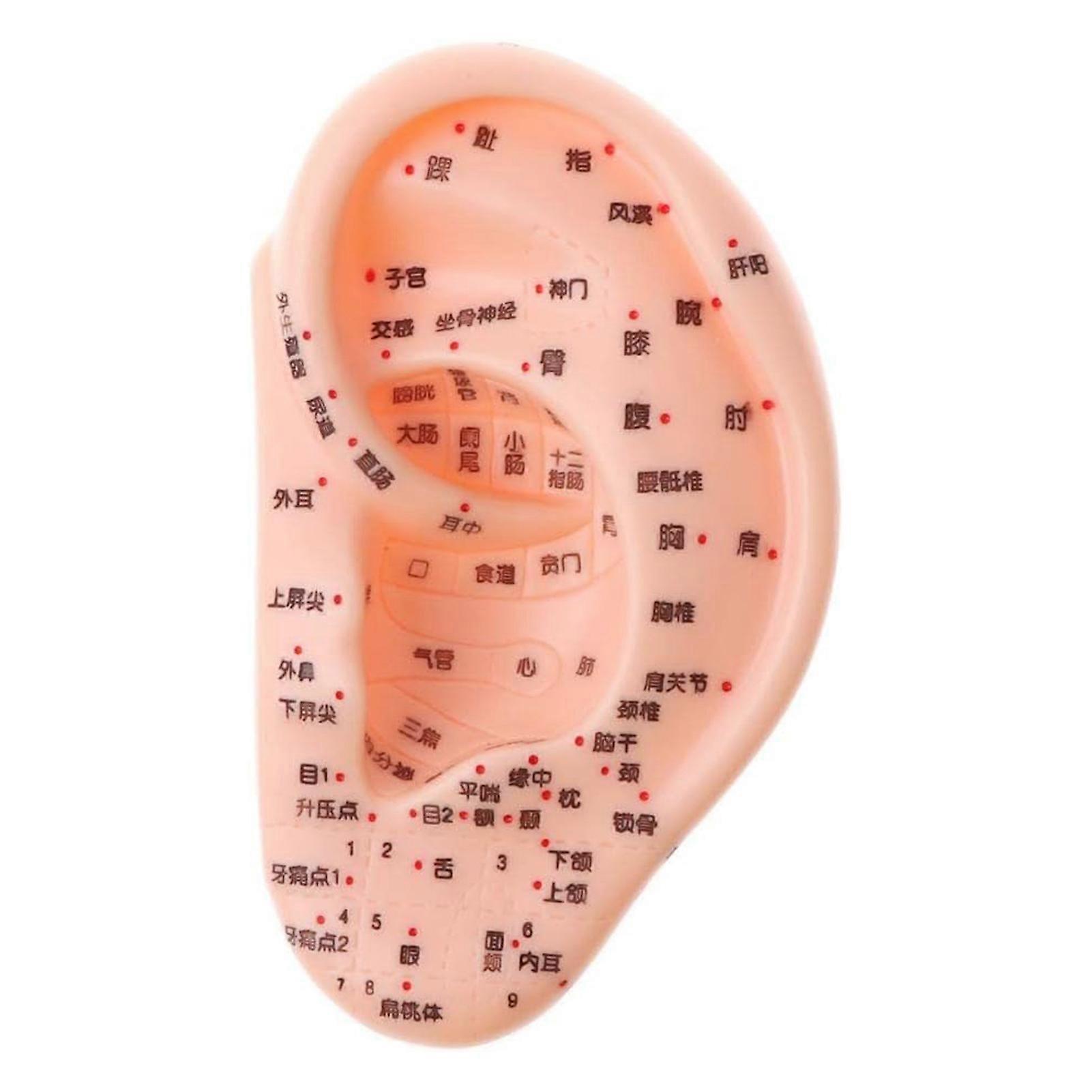 Ear Acupuncture Model Reflexology Acupoints Learning Display Laboratory Supplies