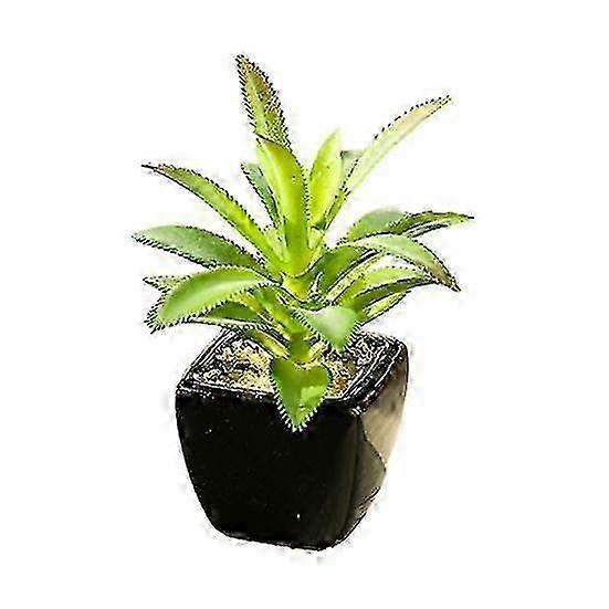Potted Plant Simulated Easy to Care PVC Mini Assorted Decorative Succulent Artificial