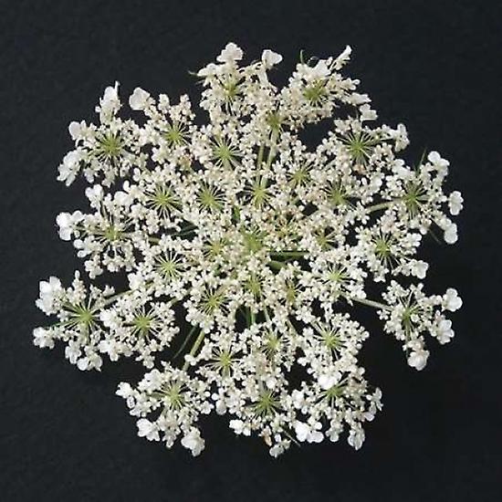 Queen Anne''s Lace I Poster