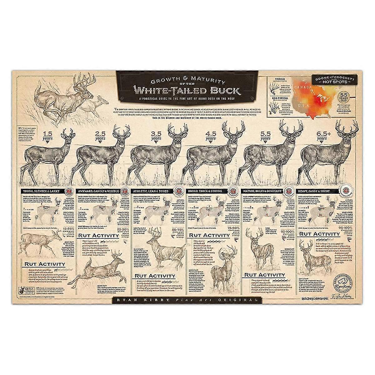 "the Growth And Maturity Of The White-tailed " Paper Print C