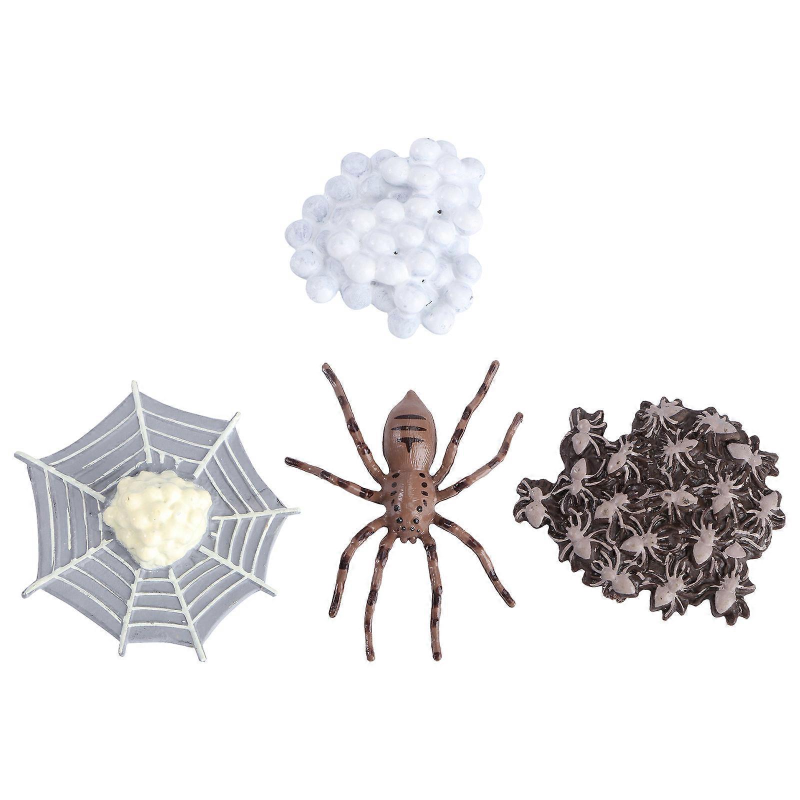 Animal Evolution Model Spider Life Cycle Simulation for Kids 1Set
