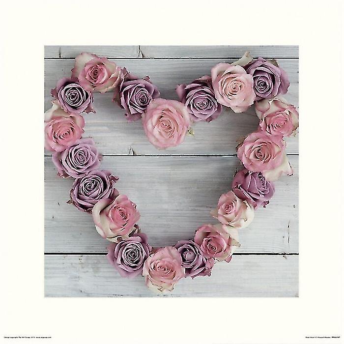 Howard Shooter Rose -painatus