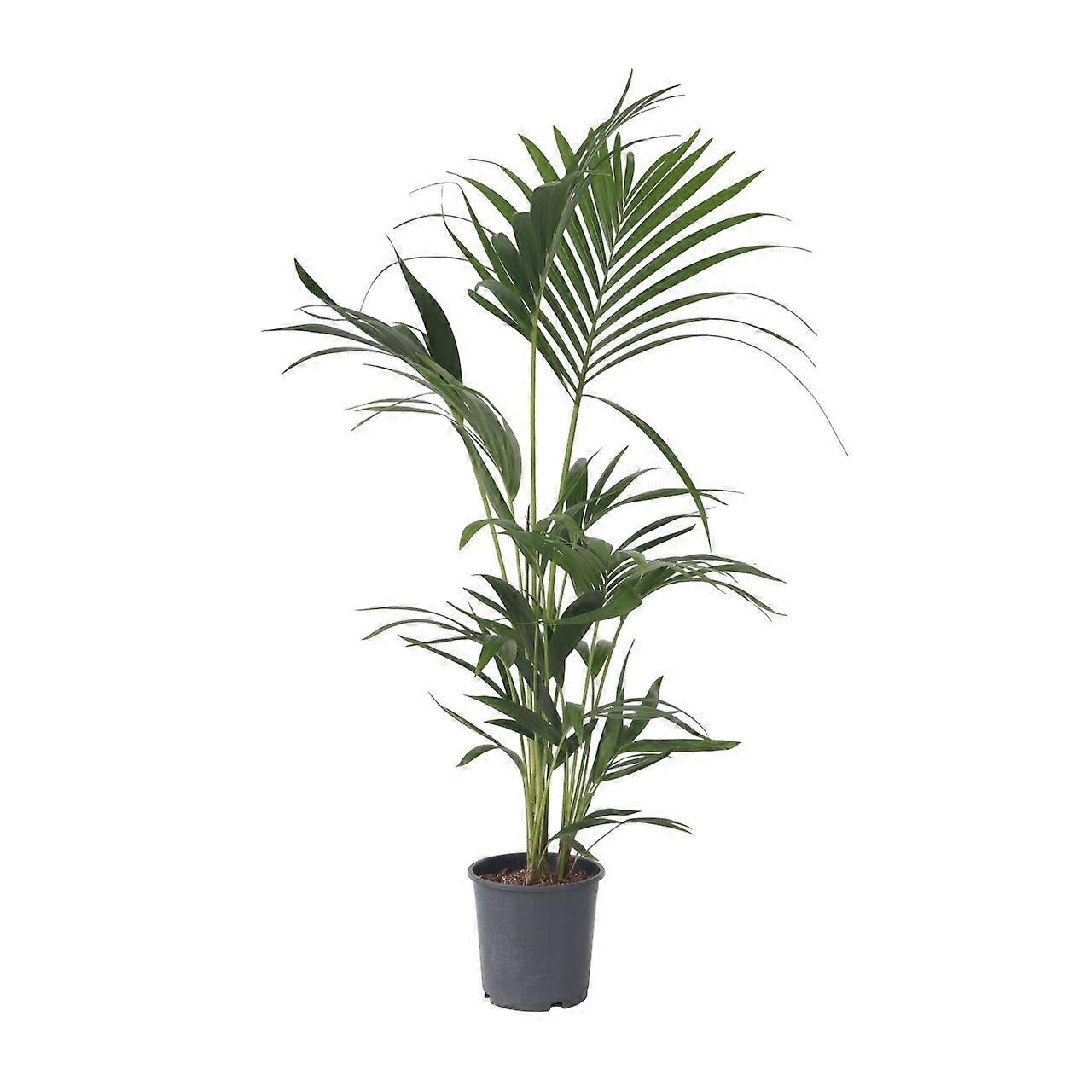 Kentia Palm - Howea forsteriana - Height 90-100cm - ⌀18cm