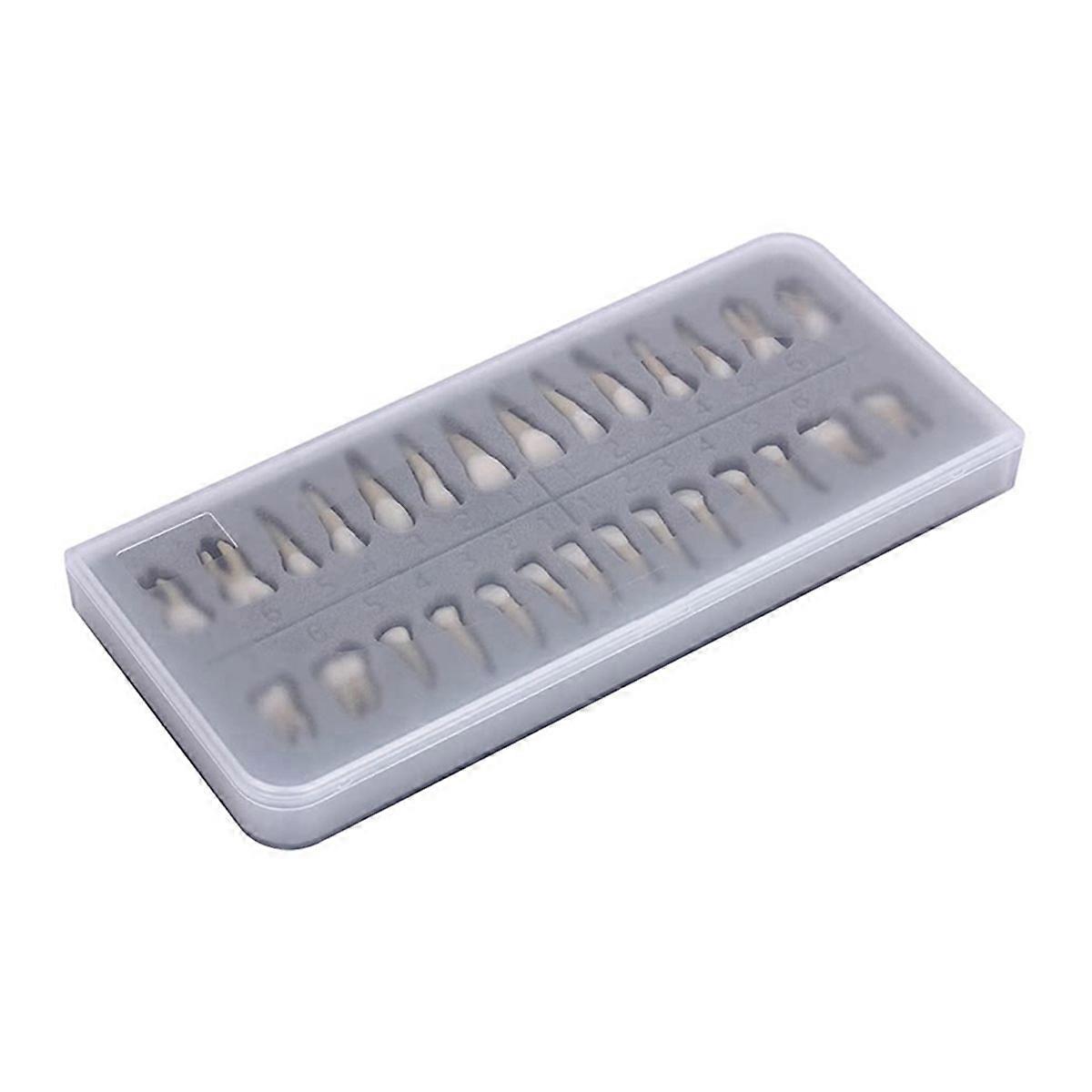 28Pcs Tooth Model 1:1 Permanent Teeth Model Dental Resin Tooth Demonstration Tooth Education Teach