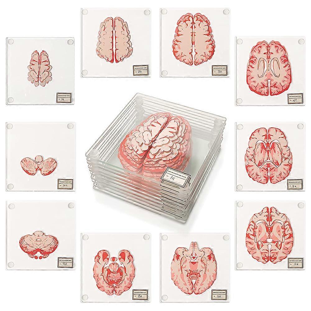 Anatomically Accurate 3D Brain Coasters for Neuroscience