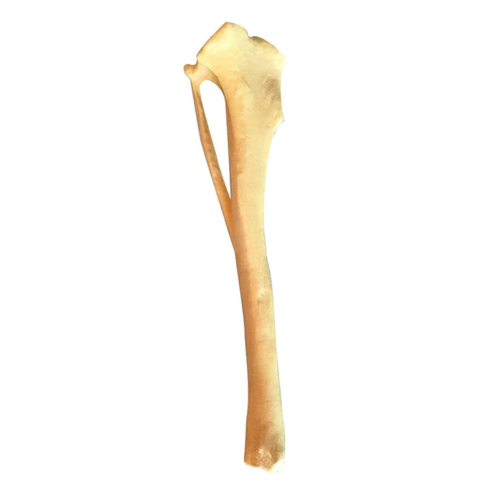 Dog Anatomy Tibia Skeletal Model Dog Bone Model, Dog Tibia Skeletal Model