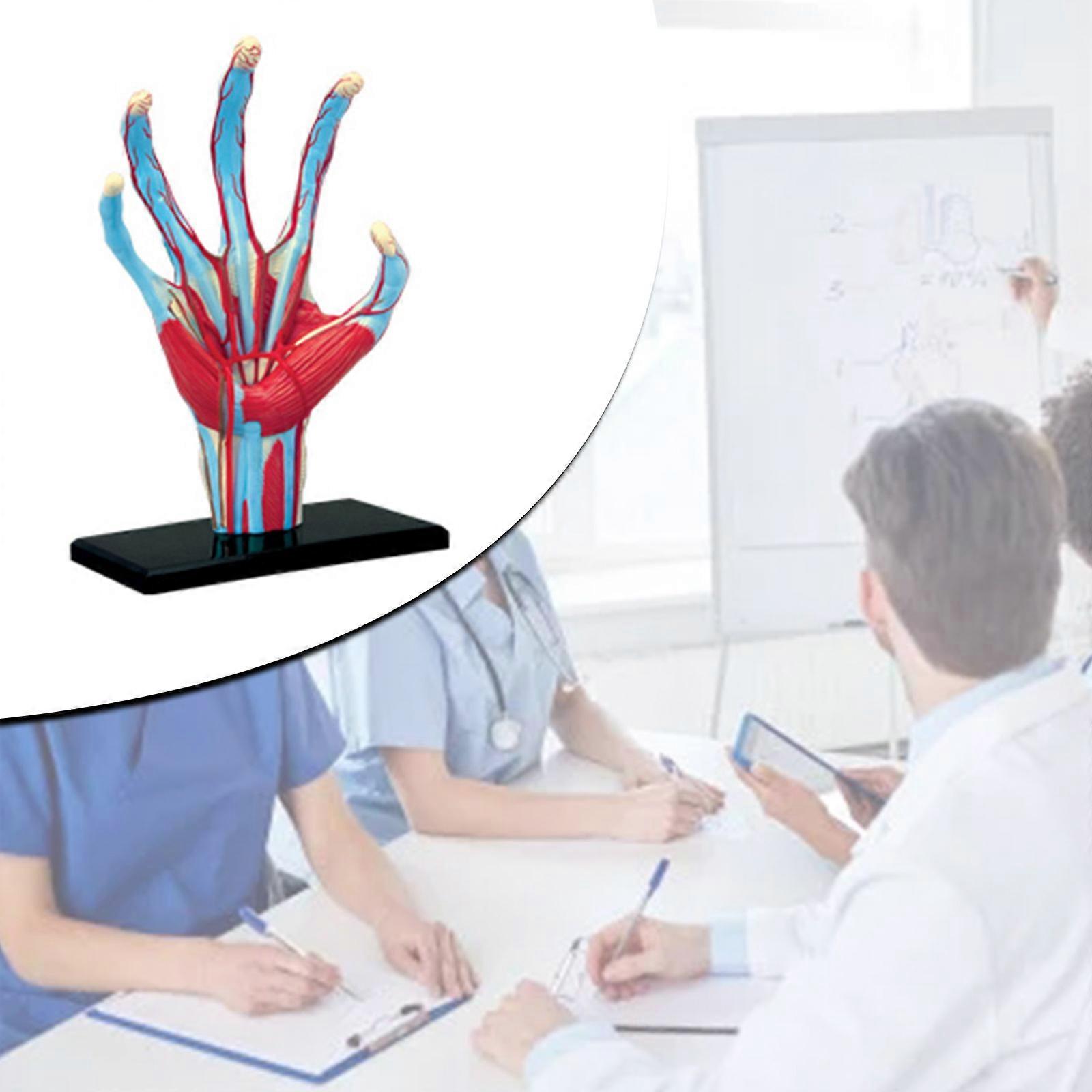 12X Enlarged 3pcs/set Human Oral Dental Model Tooth Anatomical Model with Blood Vessel Medical Education Teaching Model Kid Gift
