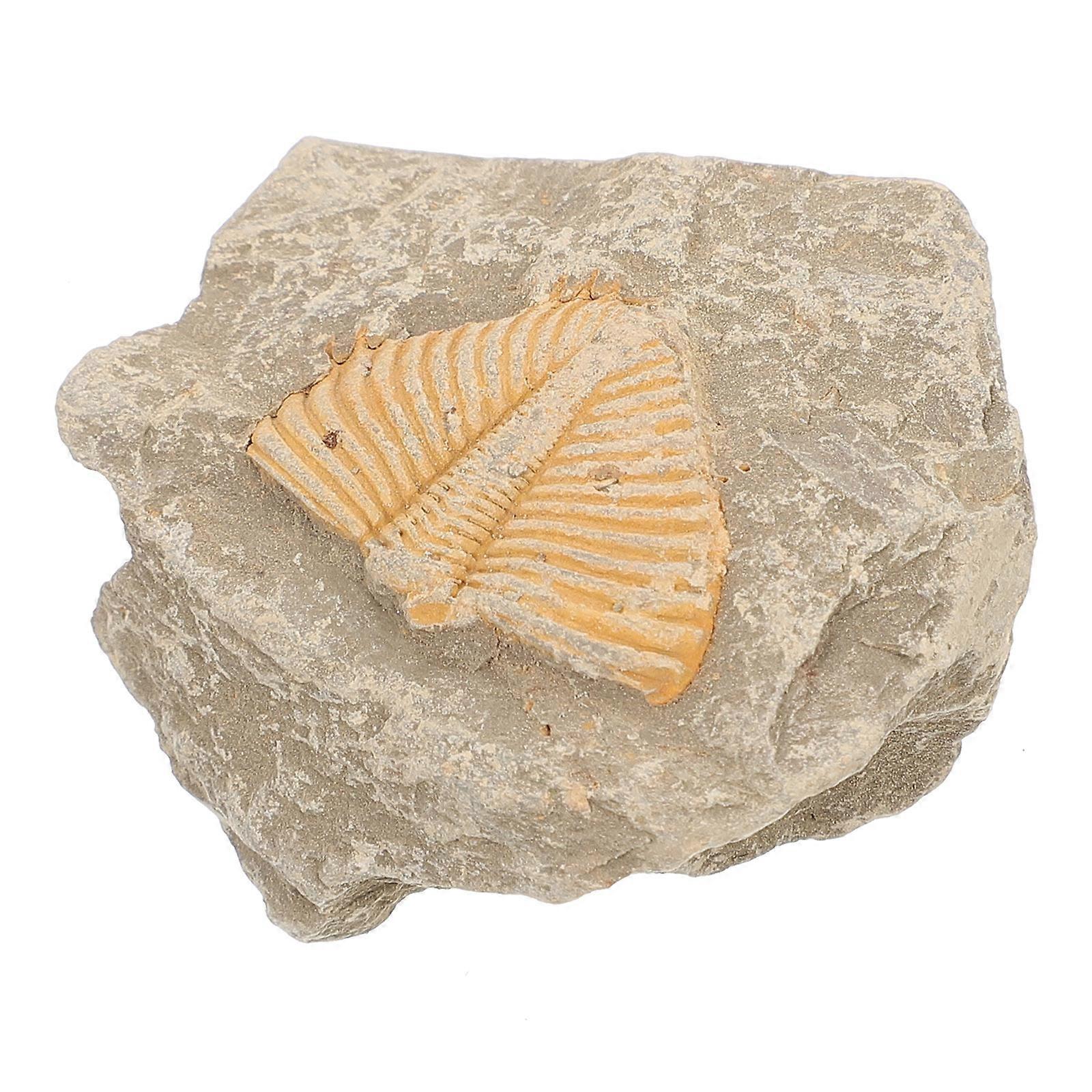 Trilobite Adornment Simulation Model 1 Set Random Shape
