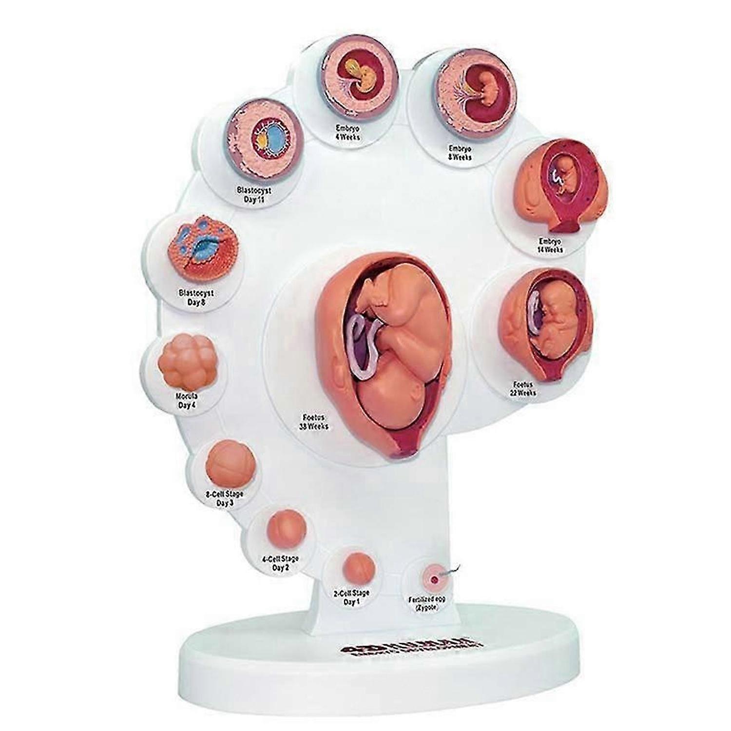 4D Human Embryo Development Anatomical Model