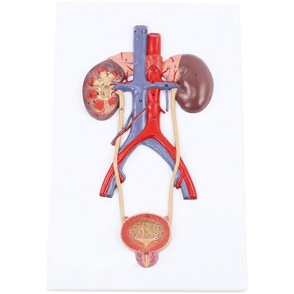 Human Urinary System Model PVC Anatomical Teaching Model for Classroom Display and HandsOn Learning