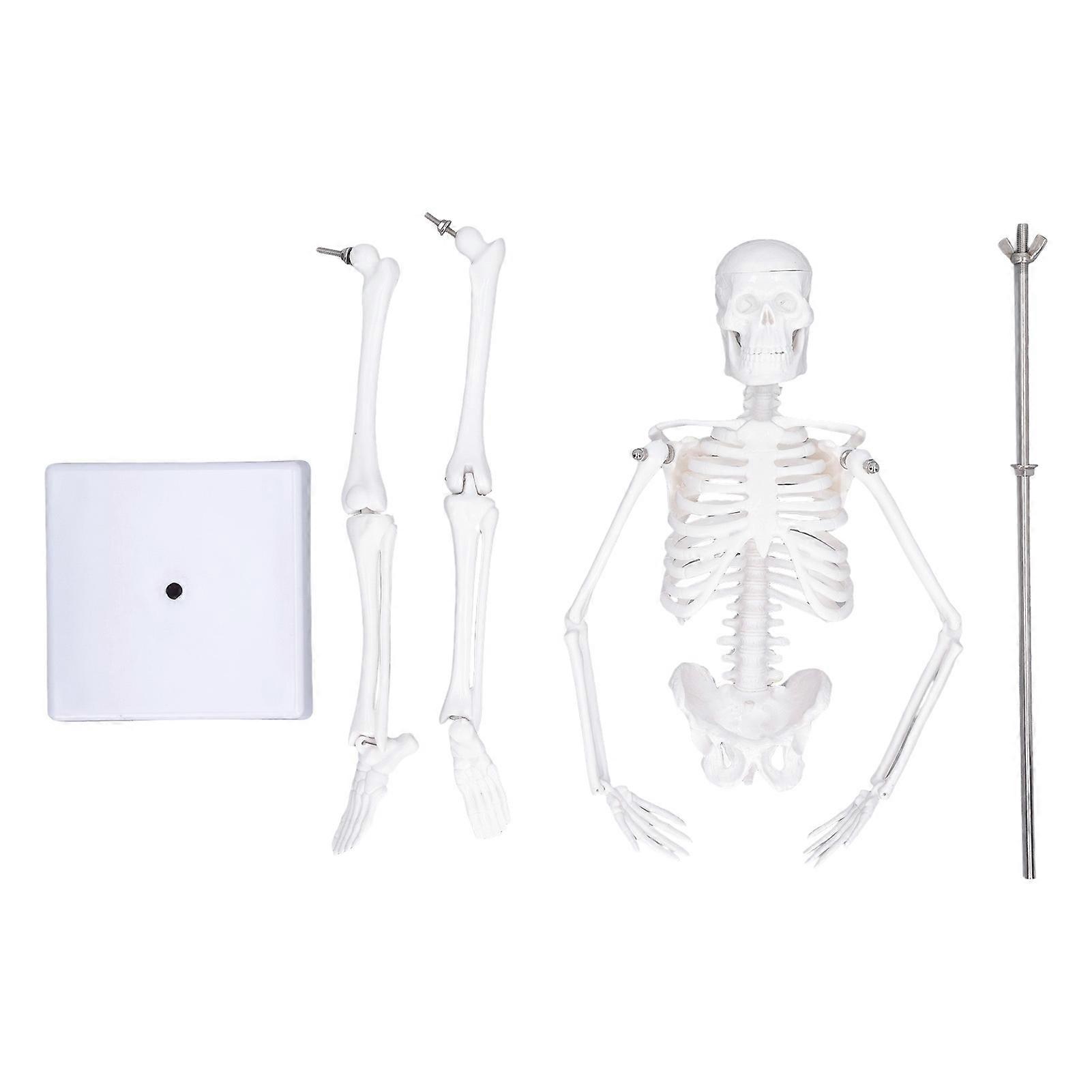 45CM Mini Skeleton Model PVC Human Body Bone Structure with Movable Arms Legs and Stand