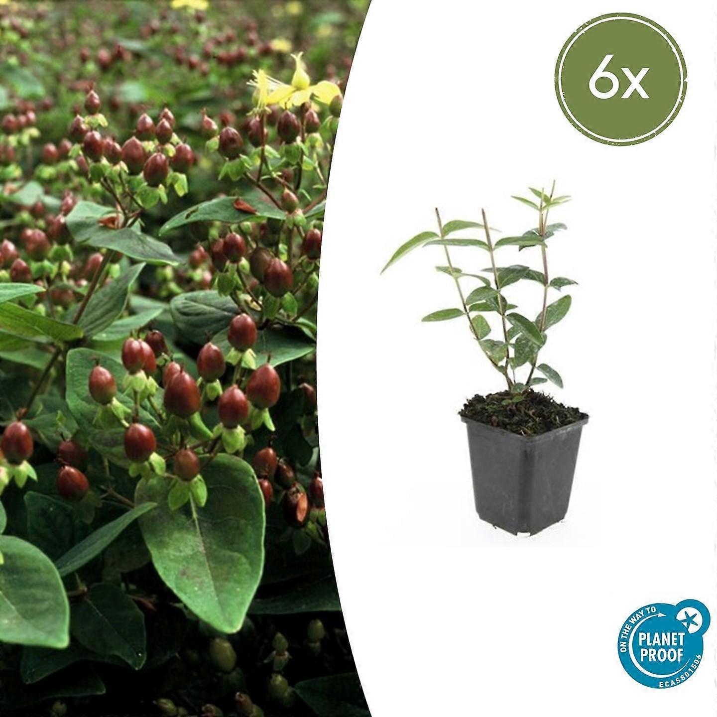 Hypericum inodorum 'Rheingold' | 6 Stück - 10-25cm - Ø9cm