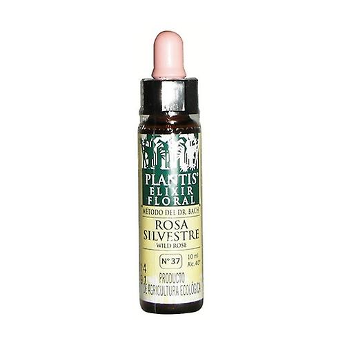 Bach Flower Rose Sil-37 Eco Floral Elixir 10 ml of floral elixir