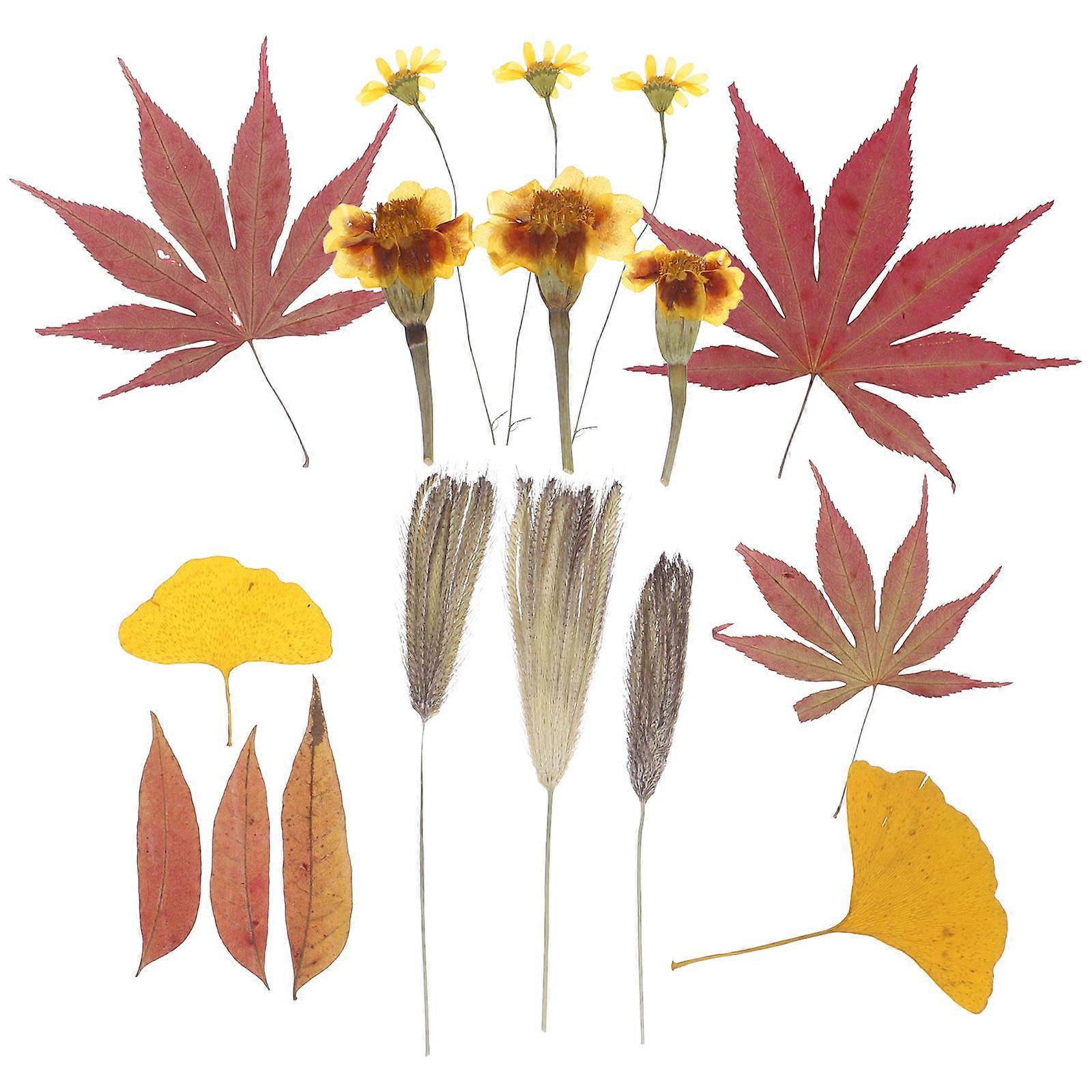 Natural Dried Pressed Flowers 18Pcs For DIY Projects Suitable For Home Decor Rustic Touch Beautiful Leaf Design