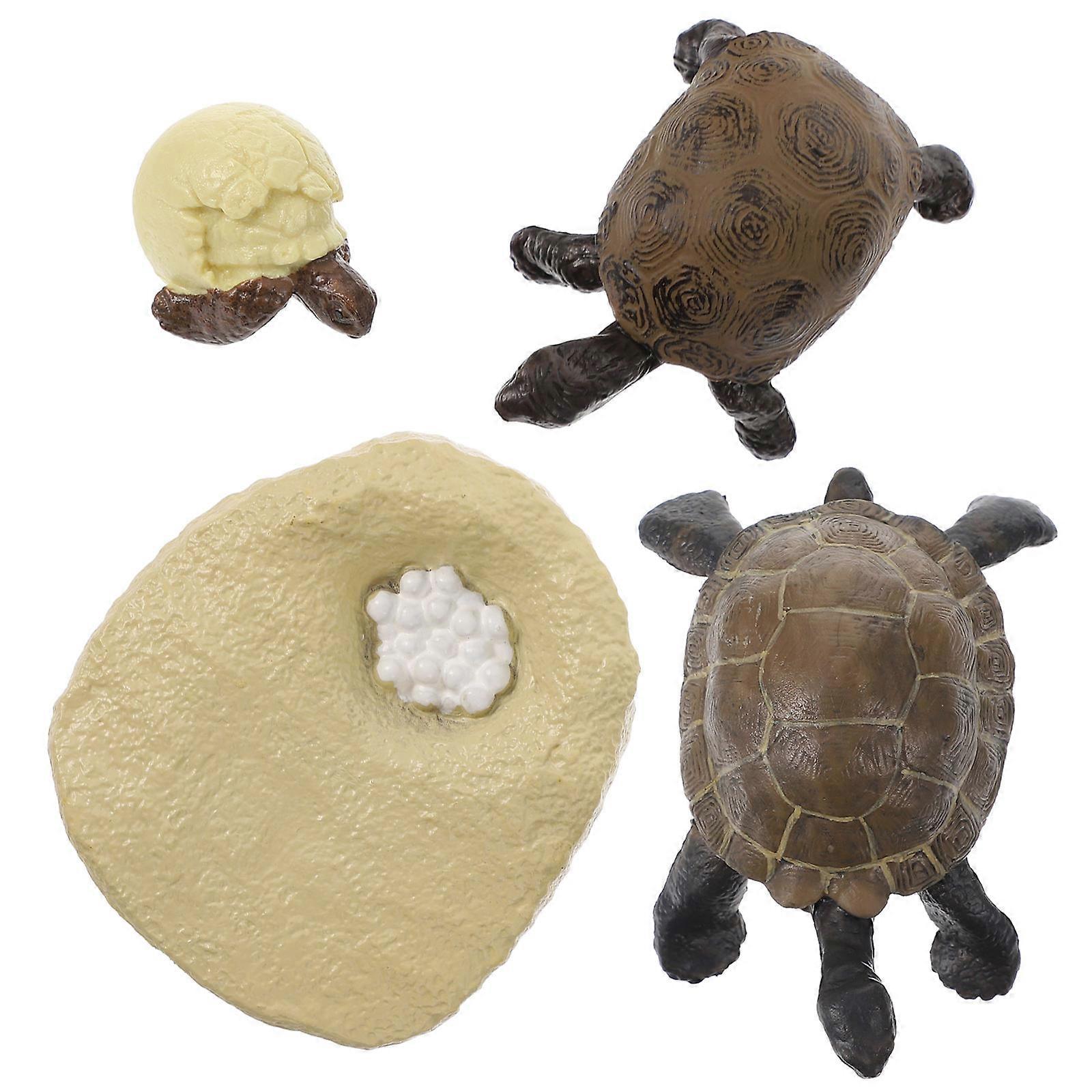 Simulation Cycle Model Tortoise Growth Cycle Models for Education 1Set