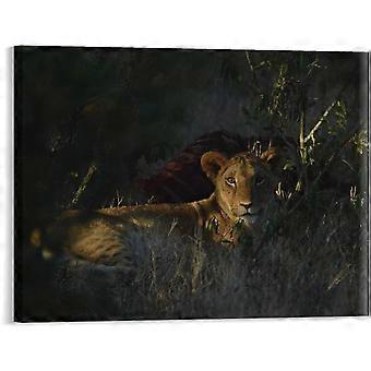 Puzzle con leone africano, opera d'arte per la modernizzazione di cucina e bagno VV611
