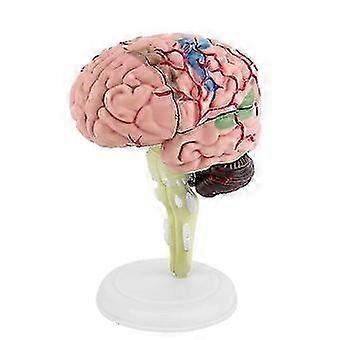 Disassembled Human Brain Model Structural Anatomy Teaching Learning Tool