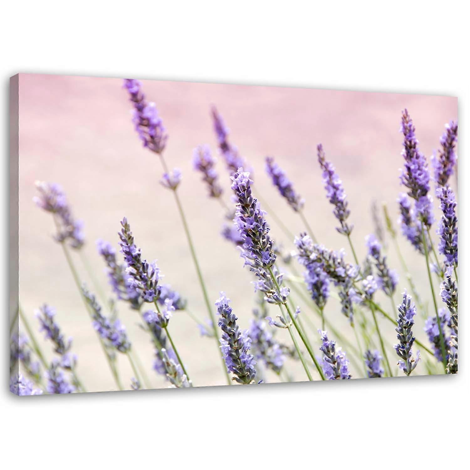 Leinwandbild, Lavendelblüten - 100x70